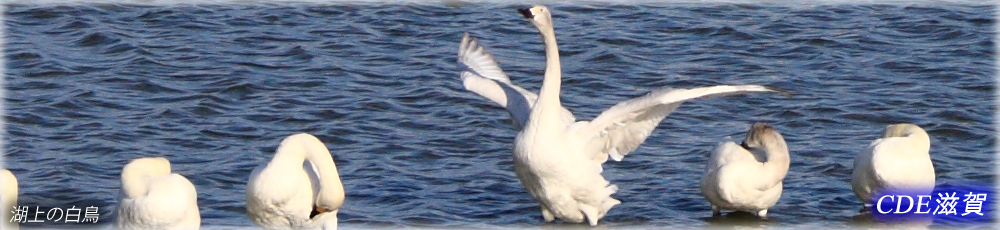 湖上の白鳥